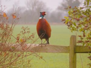 The Bedrooms at Pheasant Lodge and Pheasant Suite